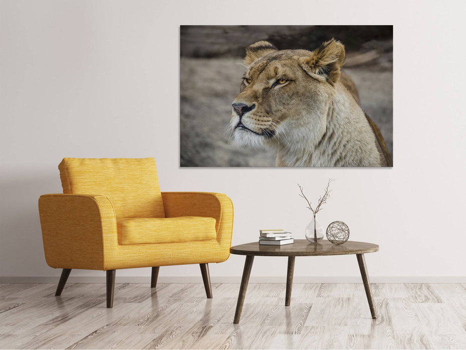 Canvas print Head of a lioness