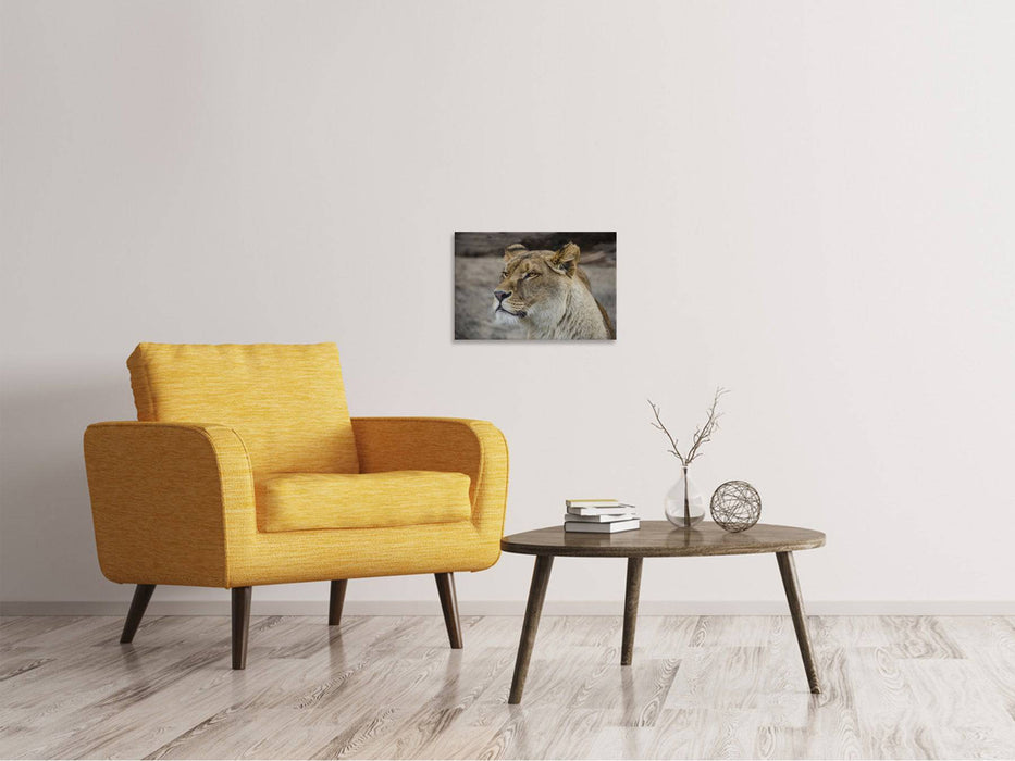 Canvas print Head of a lioness