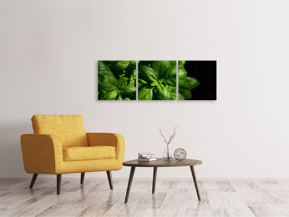 Panorama 3-piece canvas picture Basil in XL