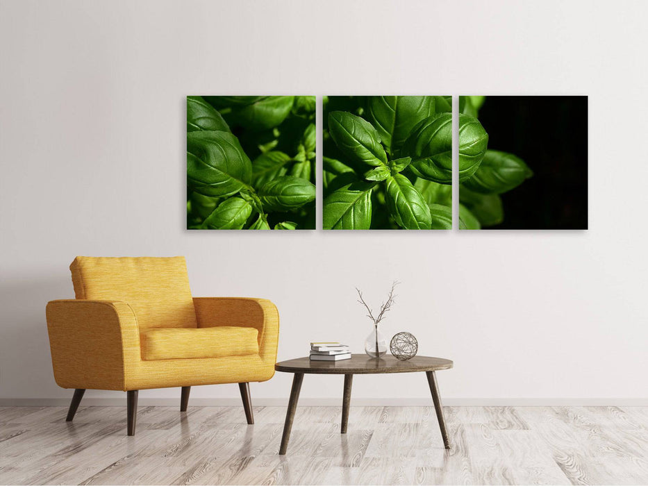 Panorama 3-piece canvas picture Basil in XL