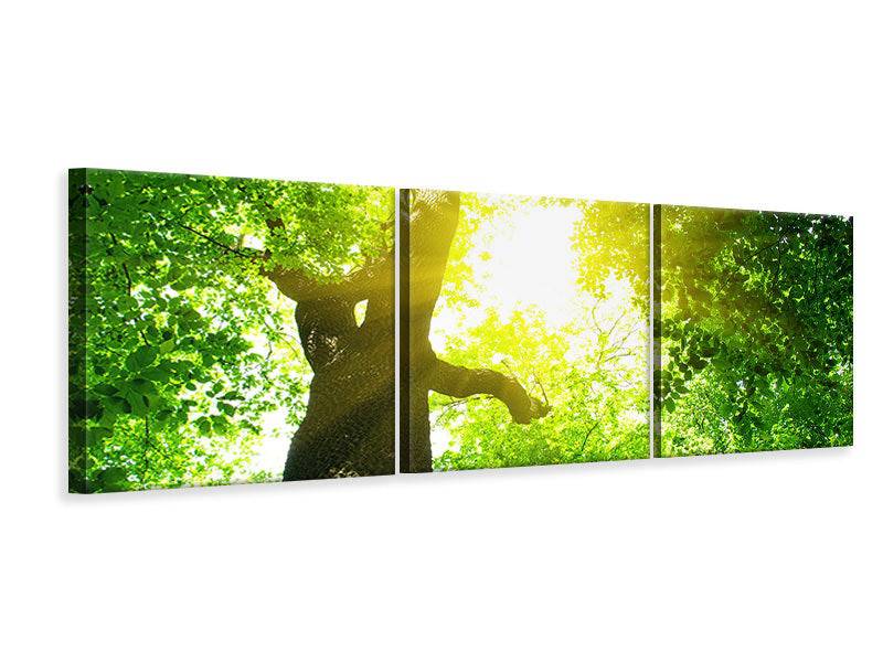 Panoramic 3-piece canvas picture tree