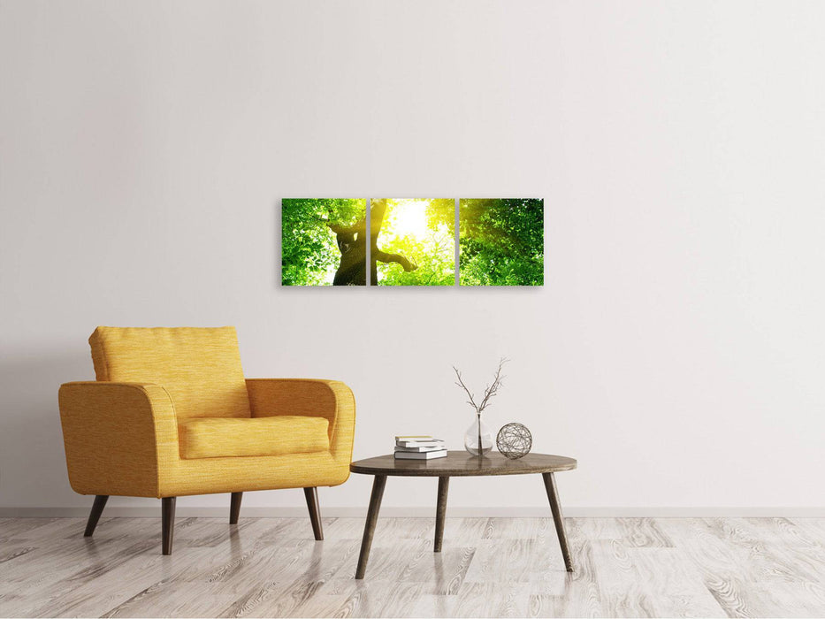 Panoramic 3-piece canvas picture tree