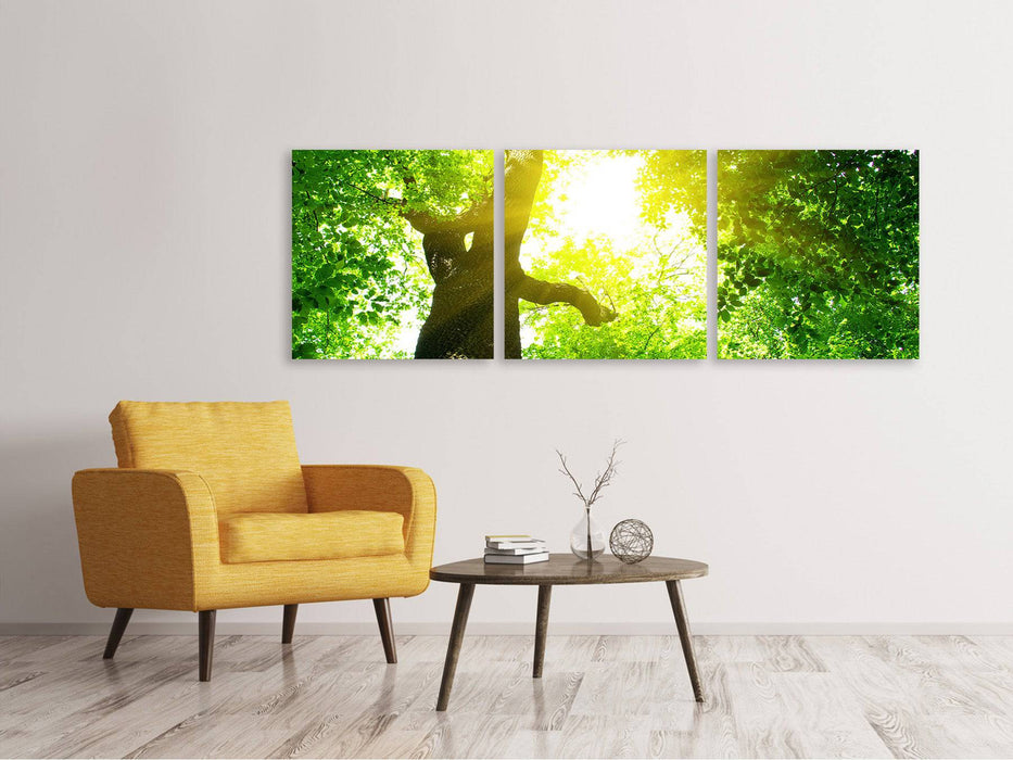 Panoramic 3-piece canvas picture tree