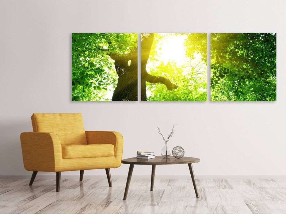 Panoramic 3-piece canvas picture tree