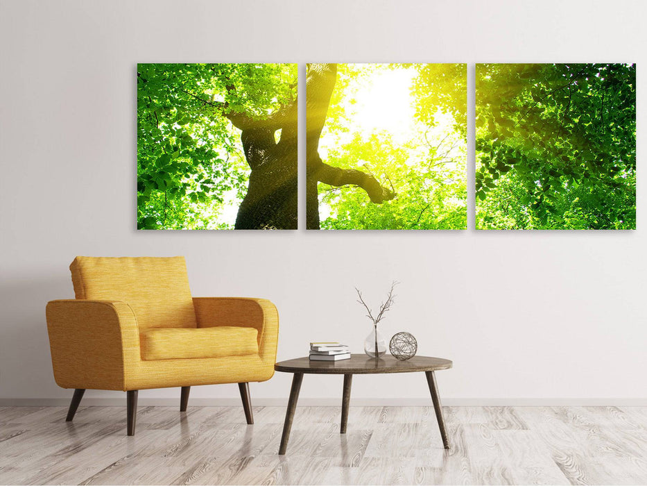 Panoramic 3-piece canvas picture tree