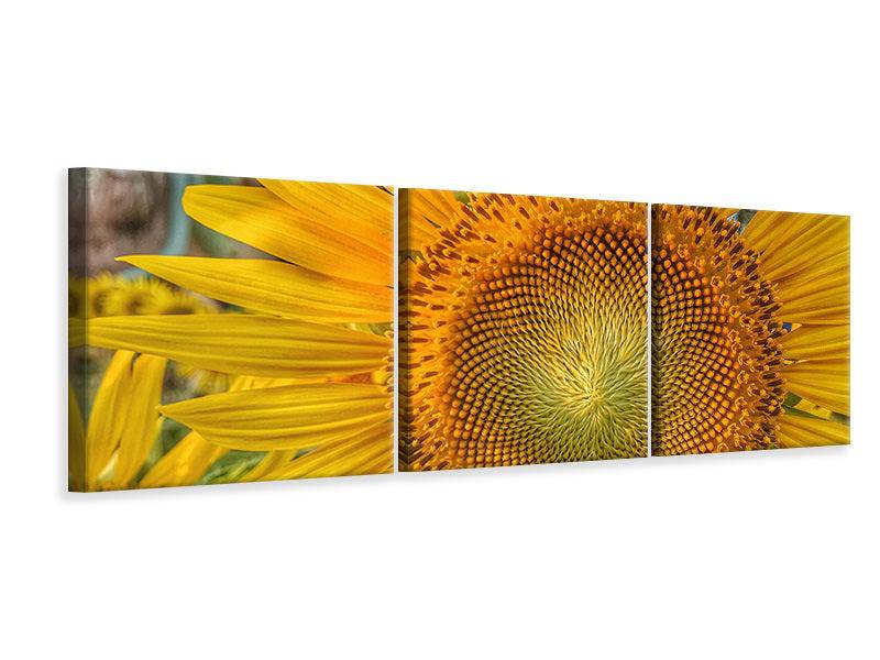 Tableau sur toile panoramique en 3 parties Inflorescence d'un tournesol