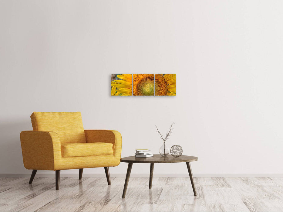 Tableau sur toile panoramique en 3 parties Inflorescence d'un tournesol