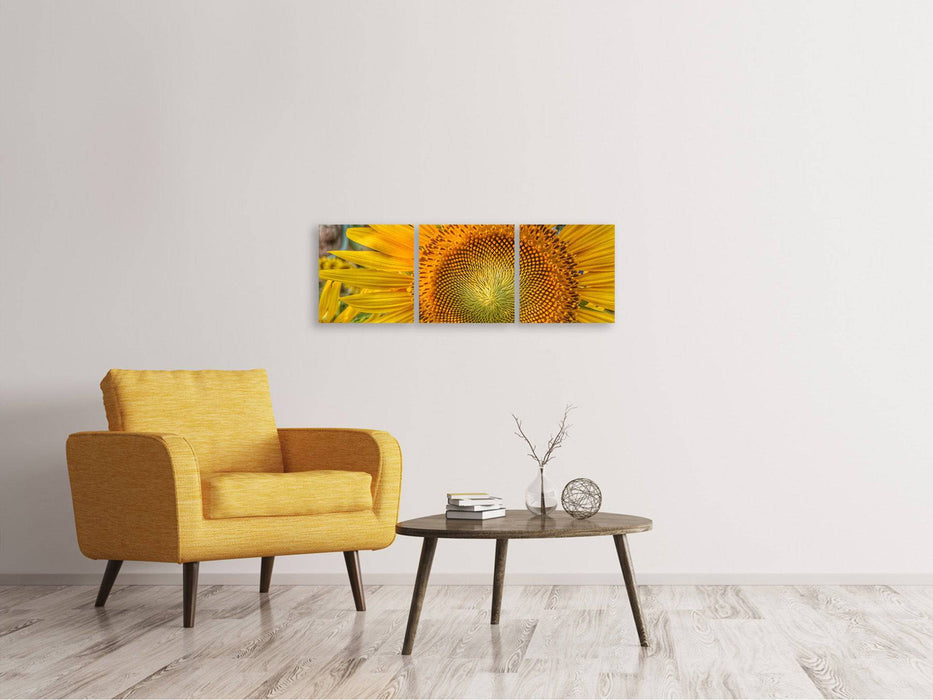 Tableau sur toile panoramique en 3 parties Inflorescence d'un tournesol