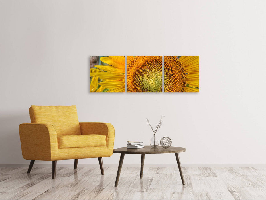 Tableau sur toile panoramique en 3 parties Inflorescence d'un tournesol