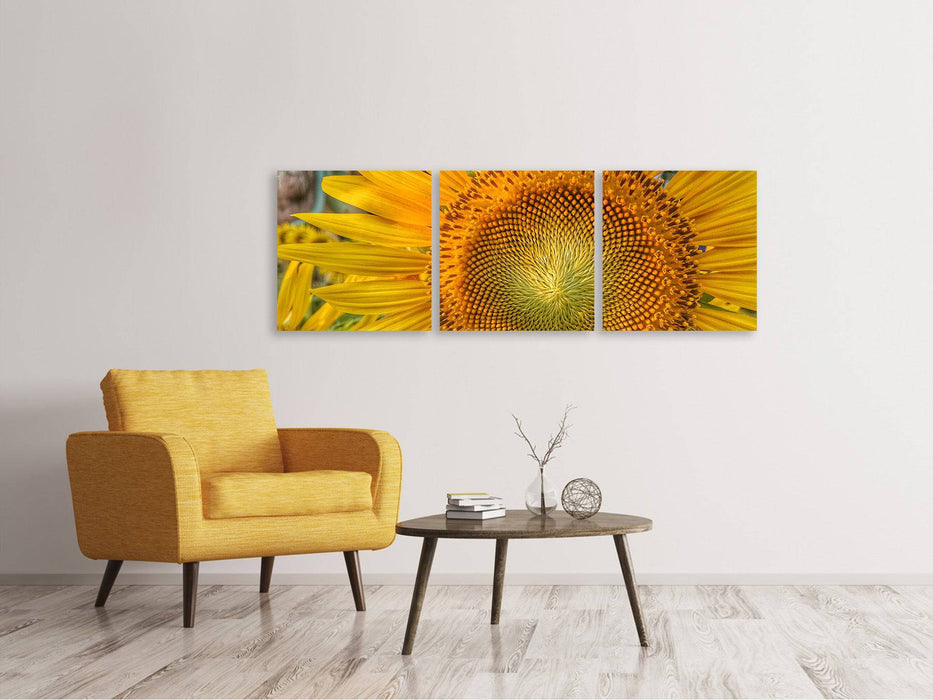 Tableau sur toile panoramique en 3 parties Inflorescence d'un tournesol