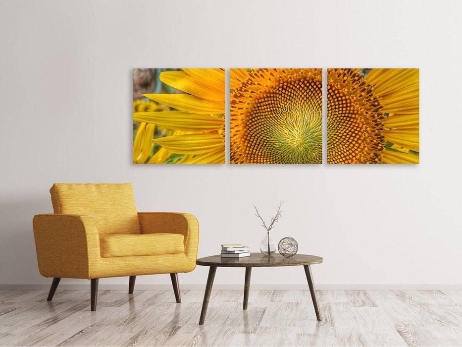 Tableau sur toile panoramique en 3 parties Inflorescence d'un tournesol