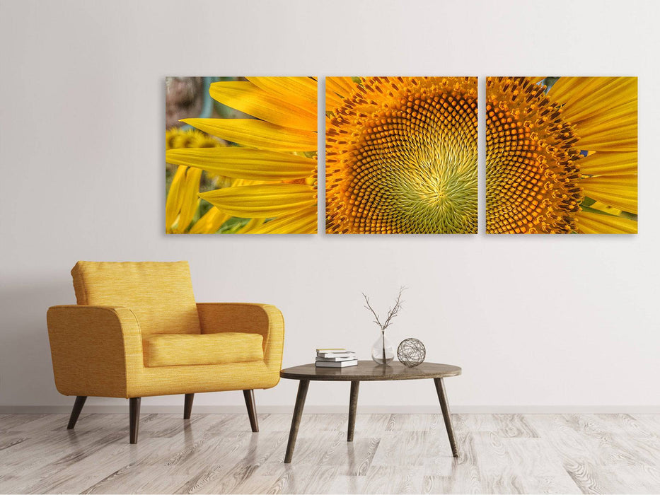 Tableau sur toile panoramique en 3 parties Inflorescence d'un tournesol