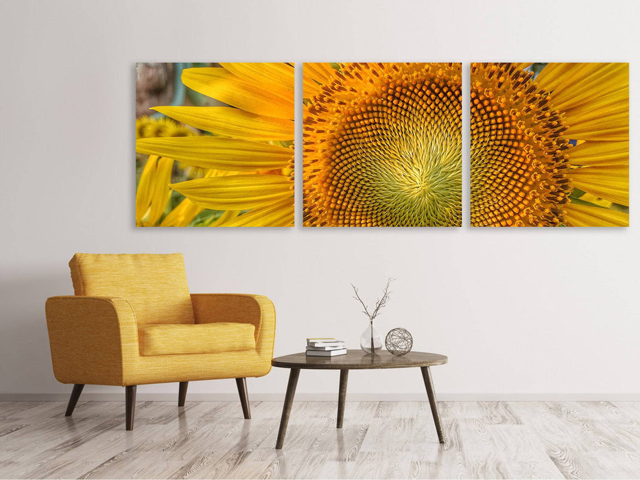 Tableau sur toile panoramique en 3 parties Inflorescence d'un tournesol