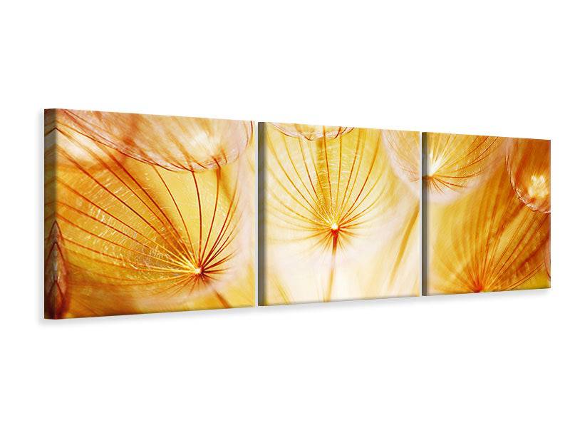 Panoramic 3-piece canvas picture Close Up Dandelion in the light