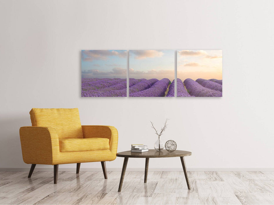 Panoramic 3-piece canvas picture The blooming lavender field