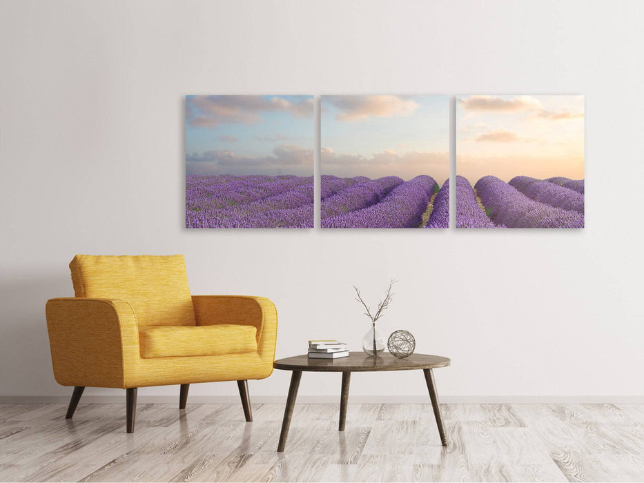 Panoramic 3-piece canvas picture The blooming lavender field