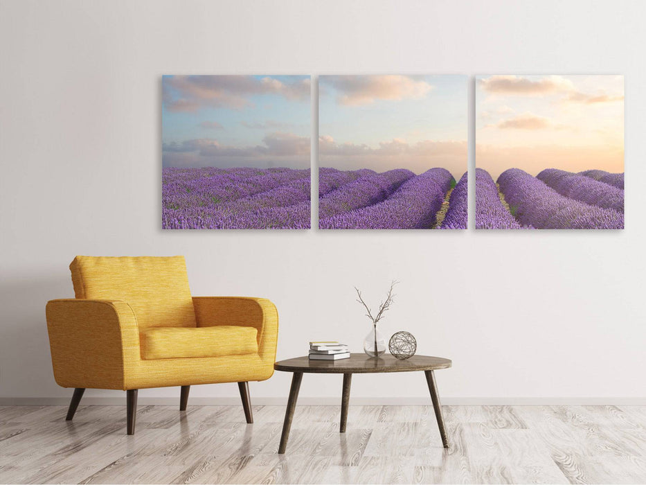 Panoramic 3-piece canvas picture The blooming lavender field