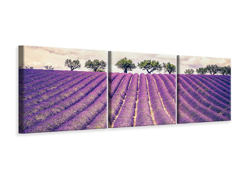 Panoramic 3-piece canvas picture The lavender field