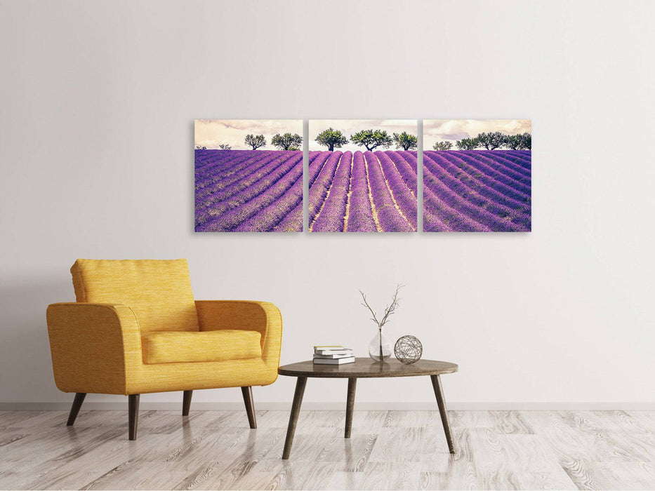 Panoramic 3-piece canvas picture The lavender field