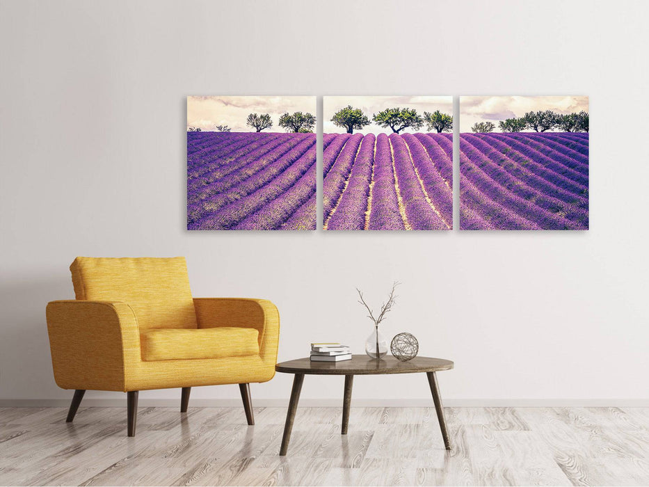 Panoramic 3-piece canvas picture The lavender field