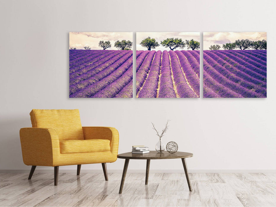 Panoramic 3-piece canvas picture The lavender field