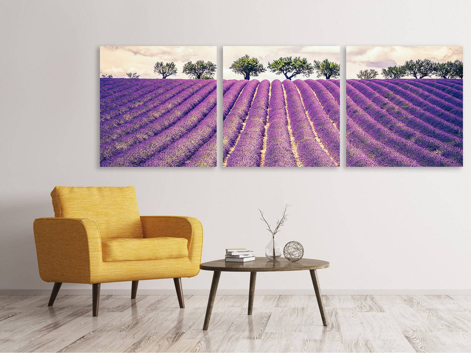 Panoramic 3-piece canvas picture The lavender field