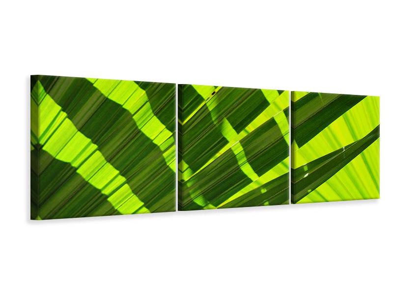 Panorama canvas picture 3 pieces The palm leaf in XL