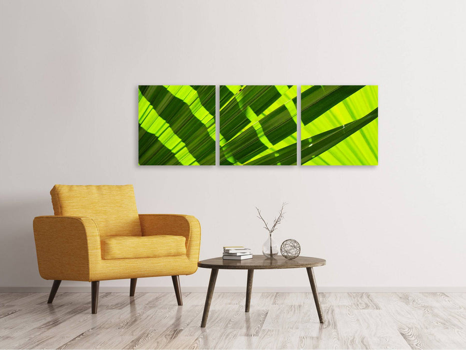 Panorama canvas picture 3 pieces The palm leaf in XL