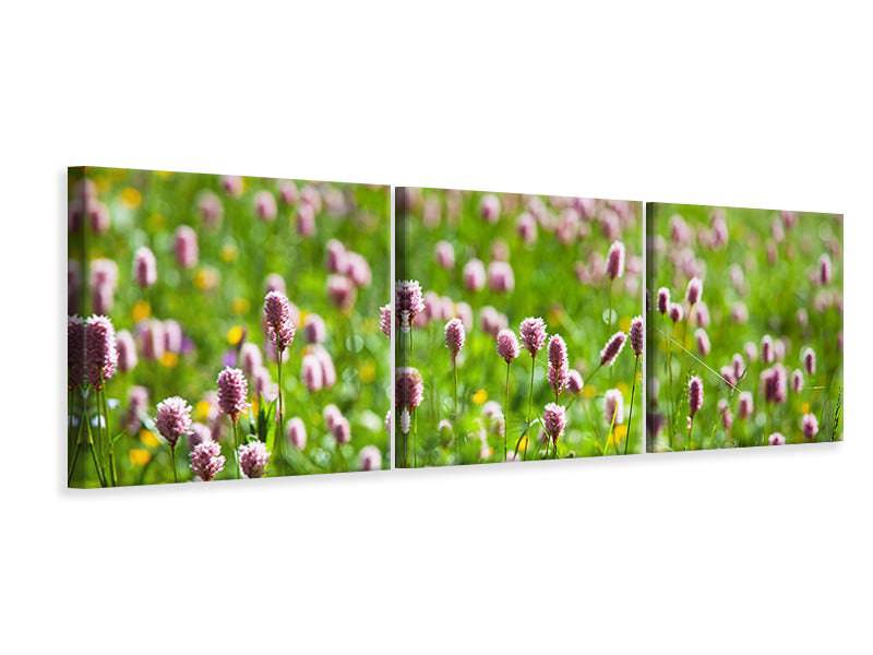 Panorama 3-piece canvas picture The meadow clover