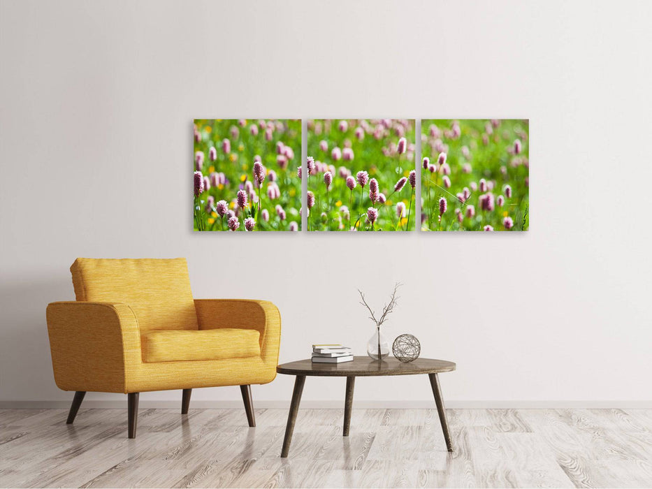 Panorama 3-piece canvas picture The meadow clover