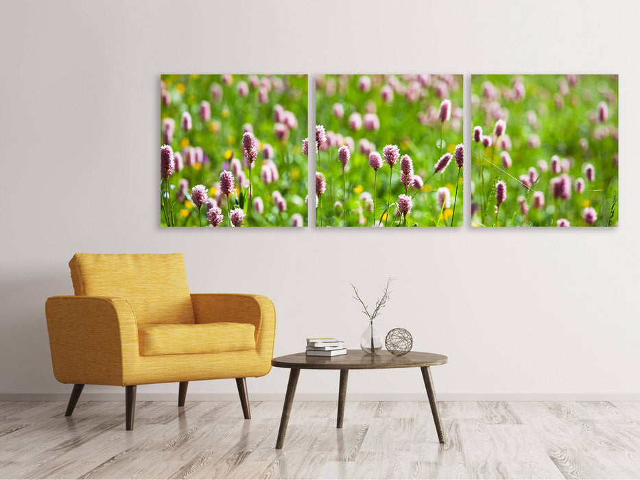 Panorama 3-piece canvas picture The meadow clover