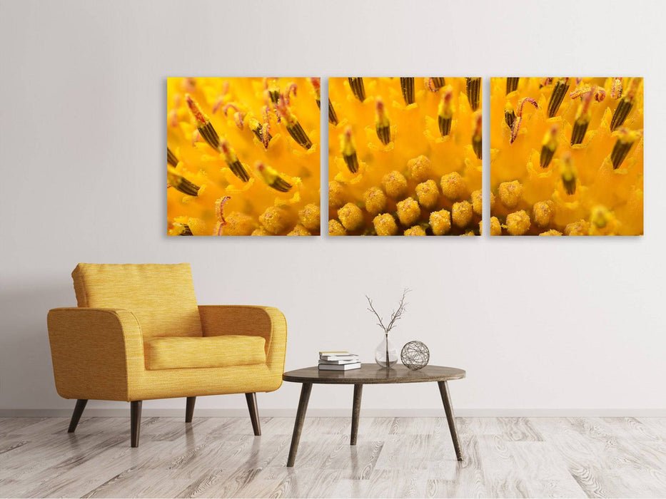 Tableau sur toile panoramique en 3 parties Les bourgeons du tournesol en XXL