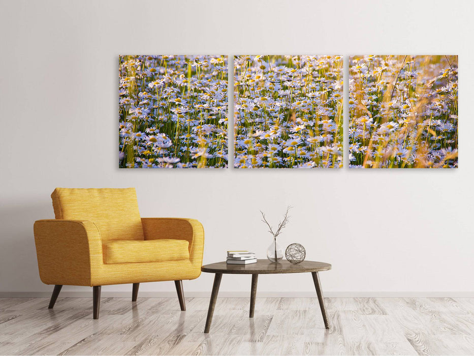 Tableau sur toile panoramique en 3 parties Un champ plein de camomilles