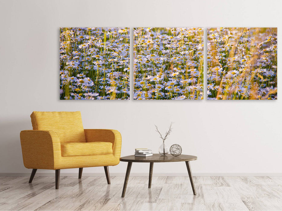 Tableau sur toile panoramique en 3 parties Un champ plein de camomilles