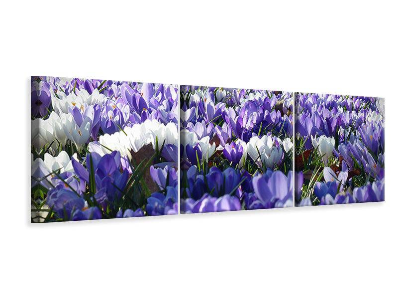 Tableau sur toile panoramique en 3 parties Un champ plein de crocus