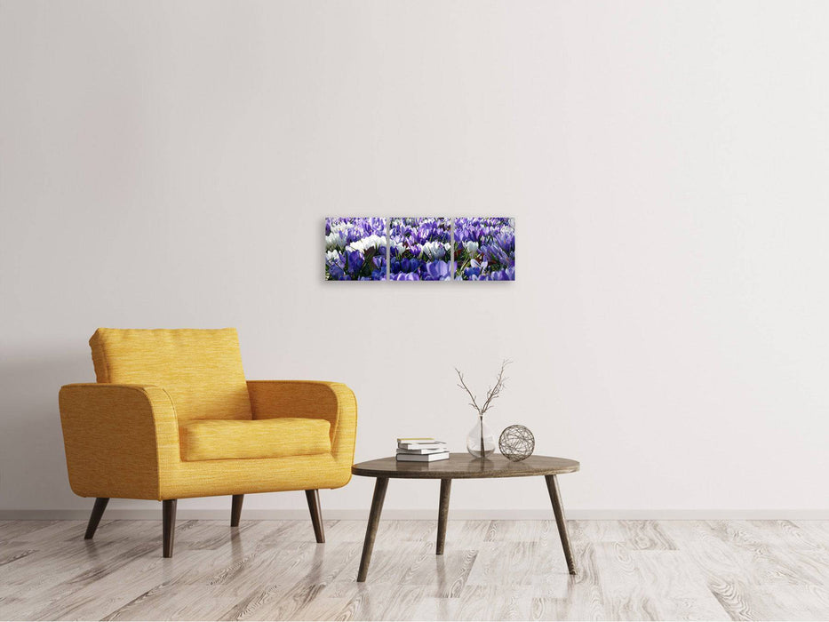 Tableau sur toile panoramique en 3 parties Un champ plein de crocus