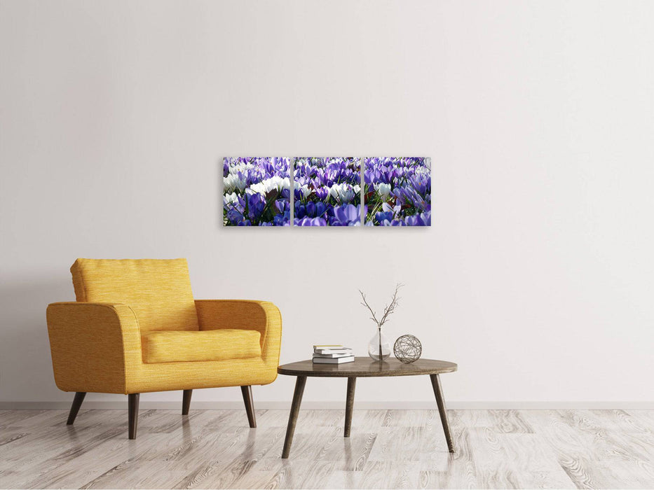 Tableau sur toile panoramique en 3 parties Un champ plein de crocus