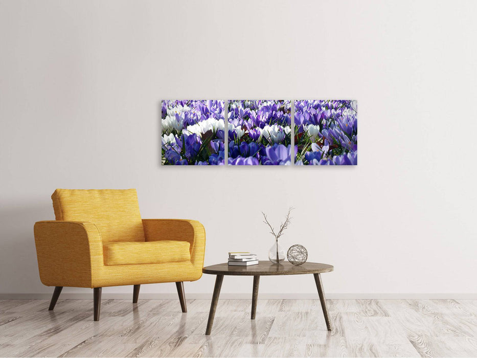 Tableau sur toile panoramique en 3 parties Un champ plein de crocus