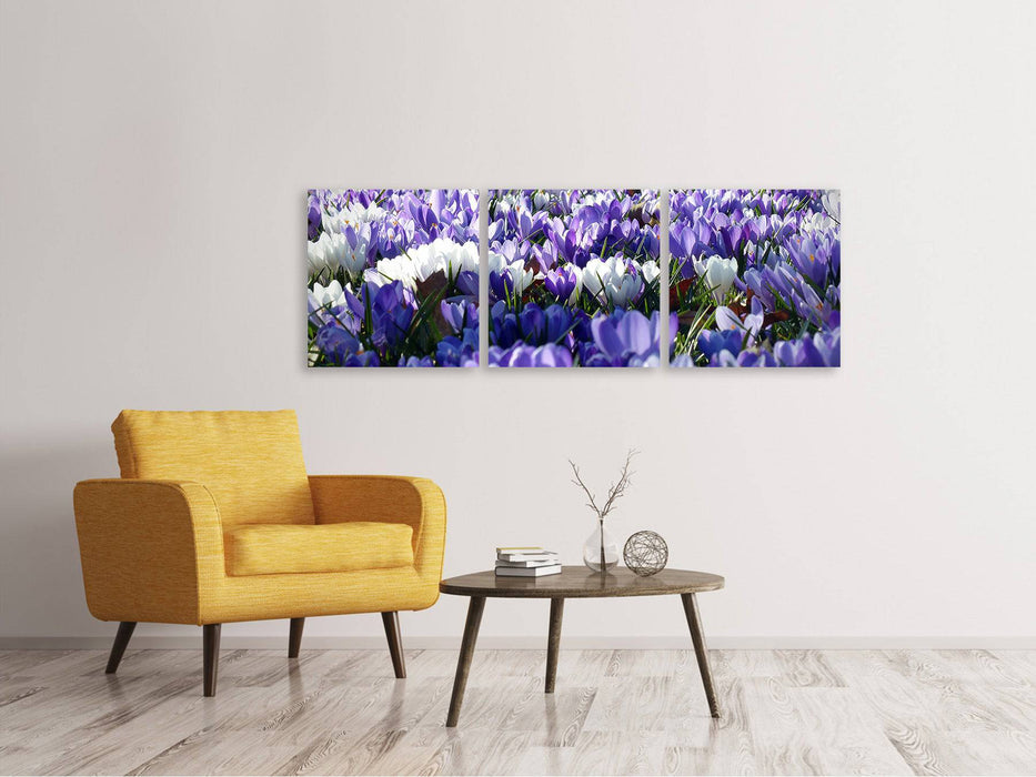 Tableau sur toile panoramique en 3 parties Un champ plein de crocus