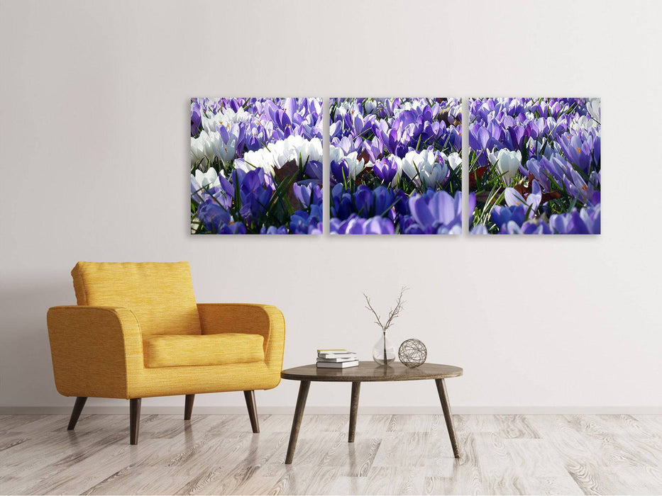 Tableau sur toile panoramique en 3 parties Un champ plein de crocus