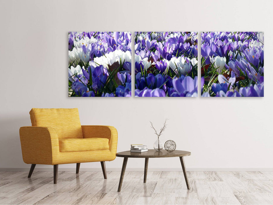 Tableau sur toile panoramique en 3 parties Un champ plein de crocus