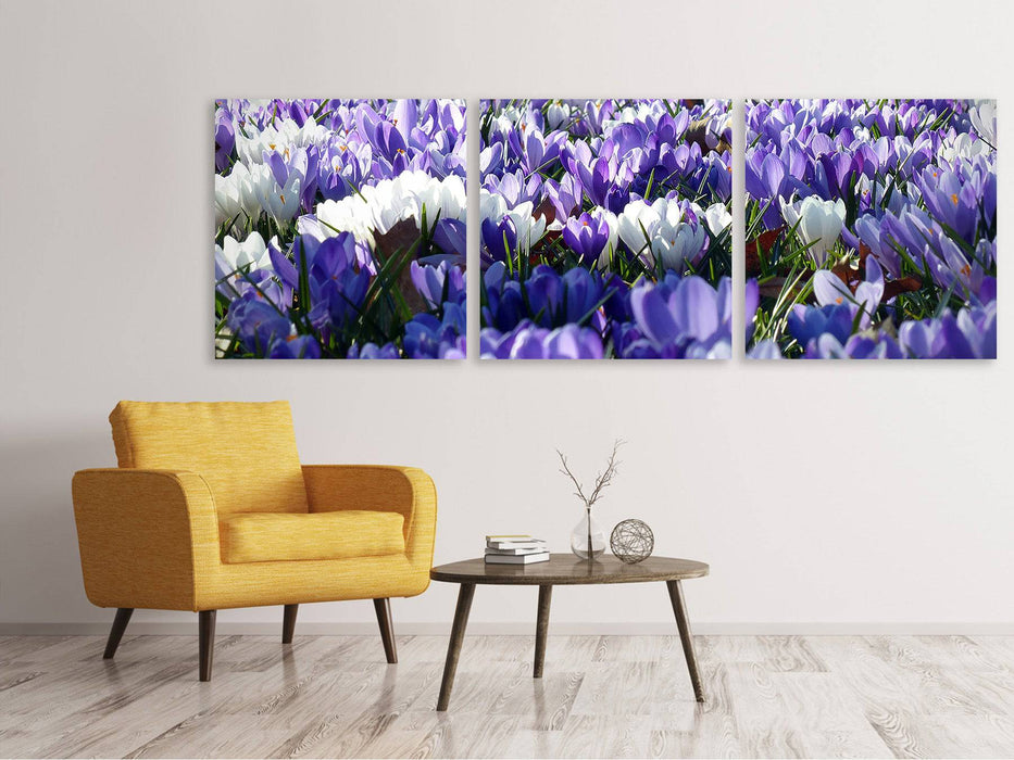 Tableau sur toile panoramique en 3 parties Un champ plein de crocus