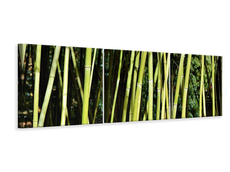 Panoramic 3-piece canvas picture Fresh bamboo