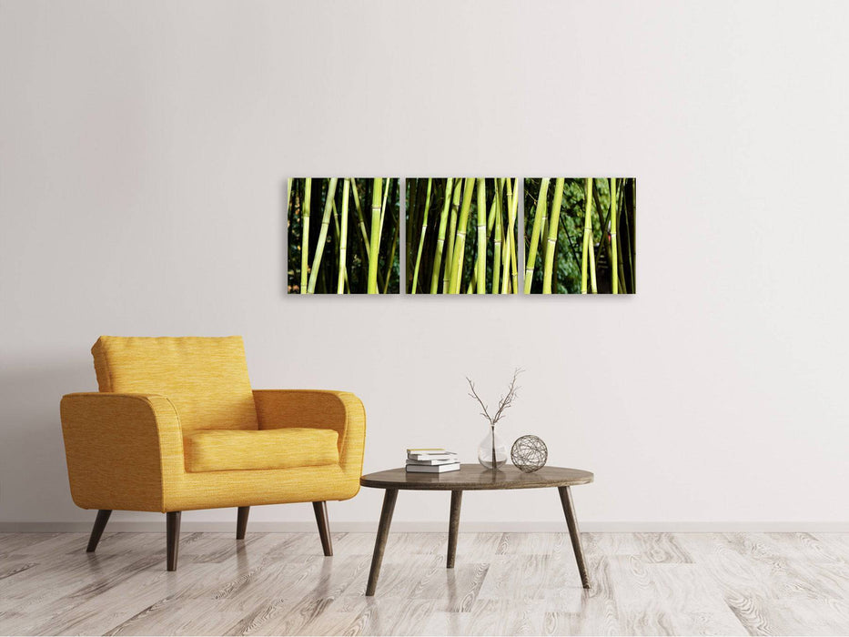 Panoramic 3-piece canvas picture Fresh bamboo