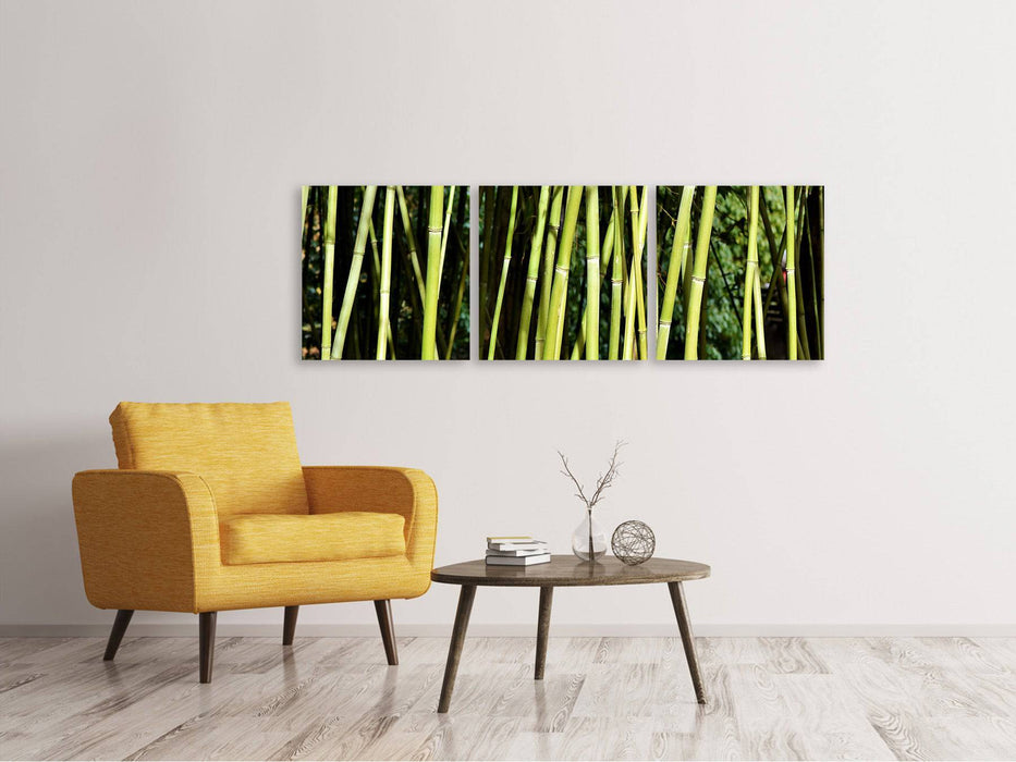 Panoramic 3-piece canvas picture Fresh bamboo