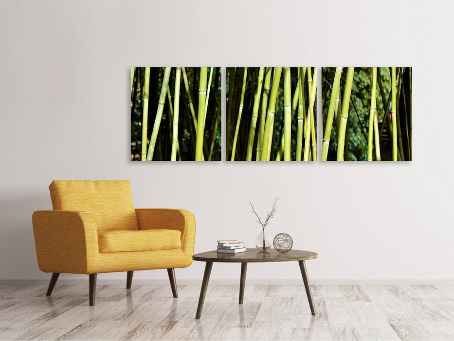 Panoramic 3-piece canvas picture Fresh bamboo