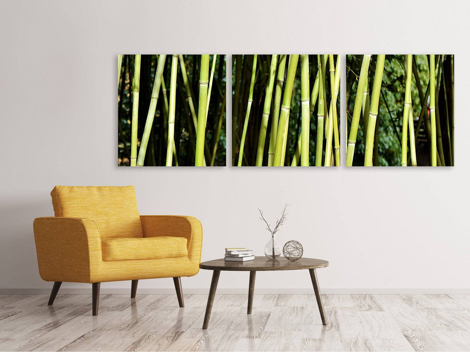 Panoramic 3-piece canvas picture Fresh bamboo