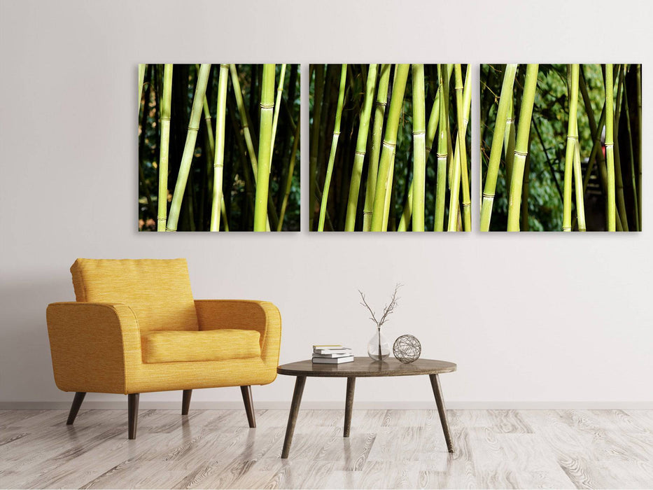 Panoramic 3-piece canvas picture Fresh bamboo