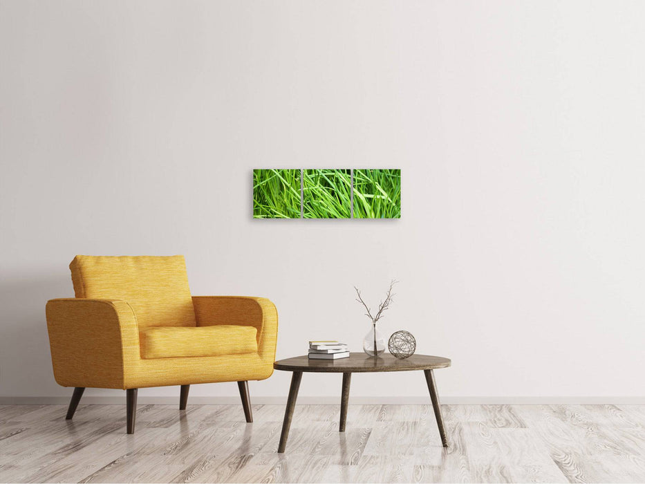 Tableau sur toile panoramique en 3 parties Ciboulette fraîche XL