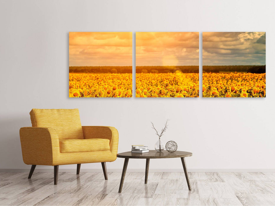 Panorama Leinwandbild 3-teilig Goldenes Licht für Sonnenblumen